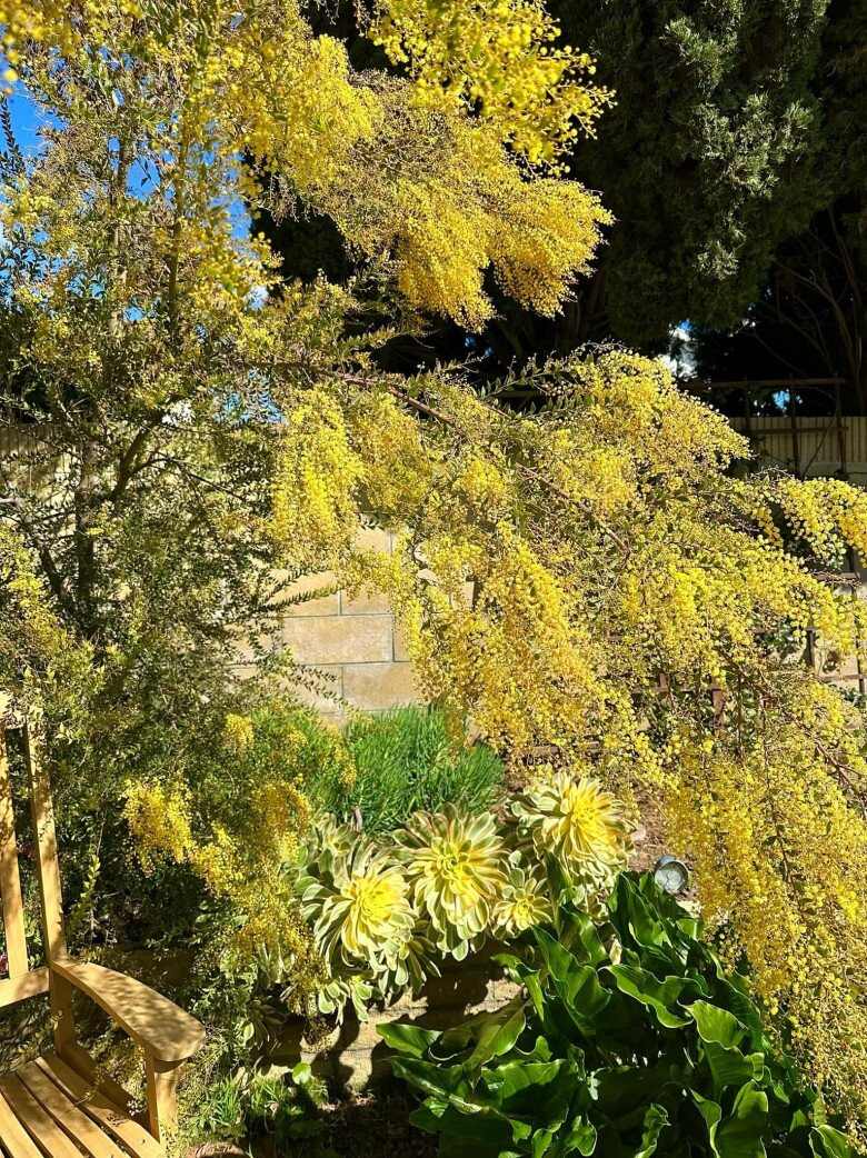 Xen lẫn hàng cây mimosa là những bụi cây cảnh cắt tỉa gọn gàng. Ảnh: FBNV