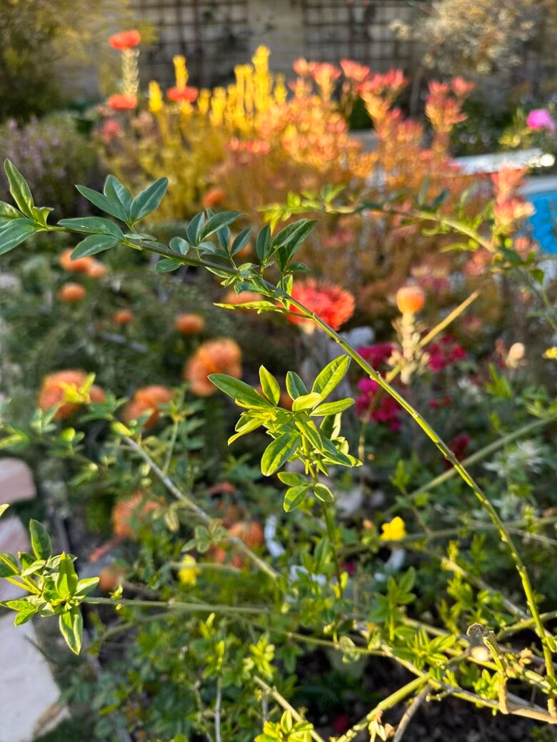 Góc vườn rực rỡ, bình yên trong biệt thự của Hồng Đào. Ảnh: FBNV