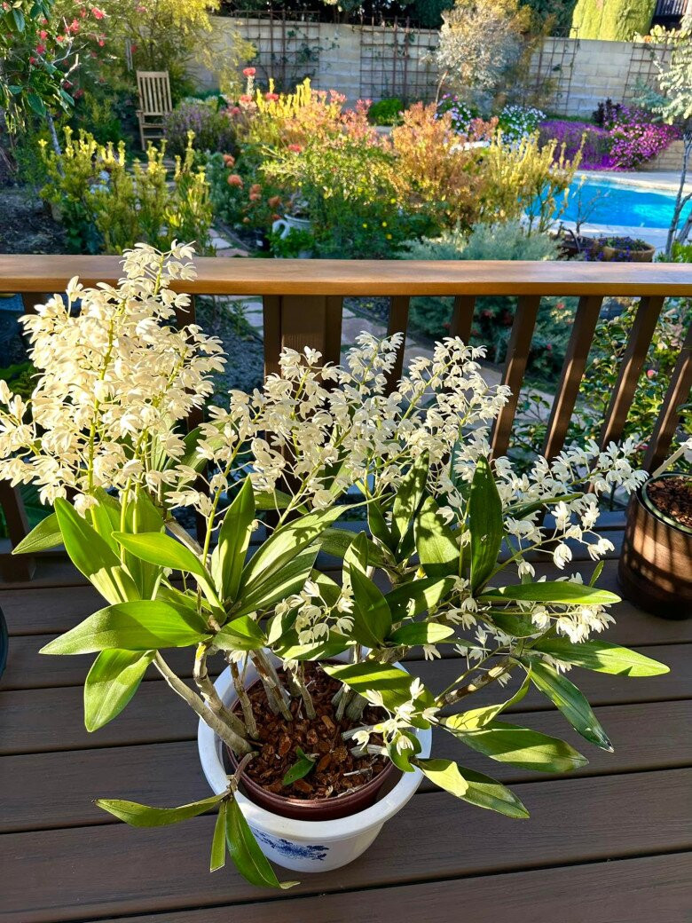 Chậu hoa trắng khoe sắc trên hiên gỗ. Ảnh: FBNV