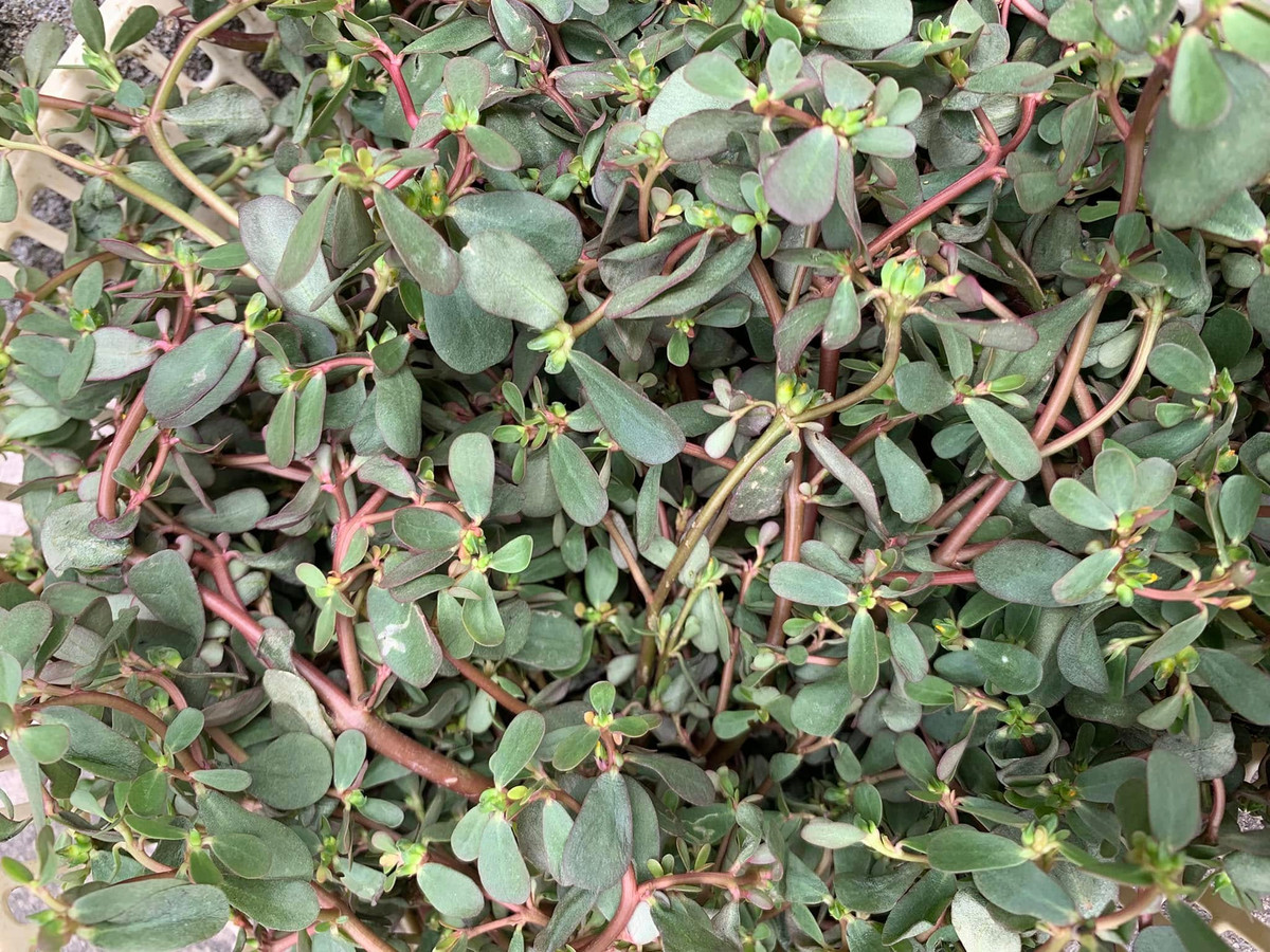 Đặc biệt, có thời điểm rau sam khá đắt, dao động khoảng từ 70.000 – 110.00 đồng/kg. Ảnh: Facebook