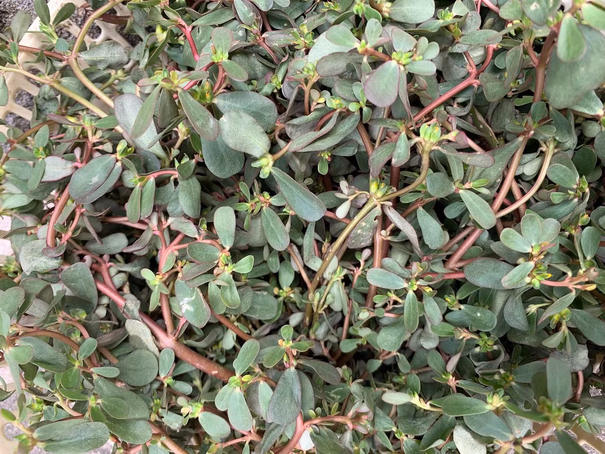 Đặc biệt, có thời điểm rau sam khá đắt, dao động khoảng từ 70.000 – 110.00 đồng/kg. Ảnh: Facebook