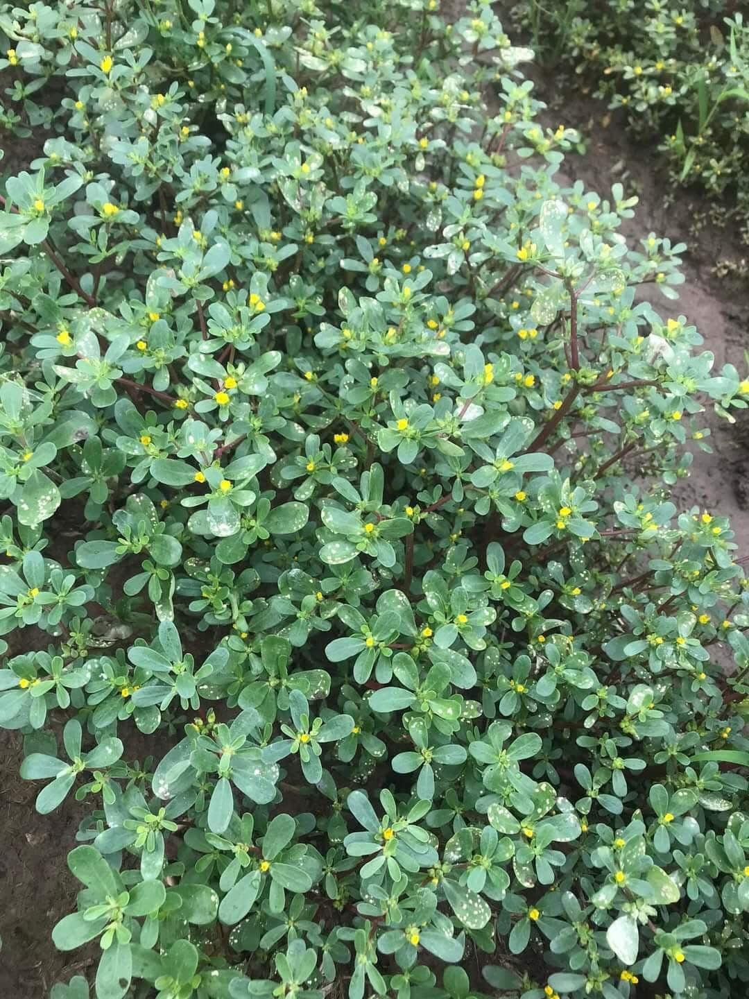 Trên thị trường có 3 loại giống rau sam khác nhau gồm rau sam vàng, sam vàng lá to và sam xanh. Ảnh: Facebook