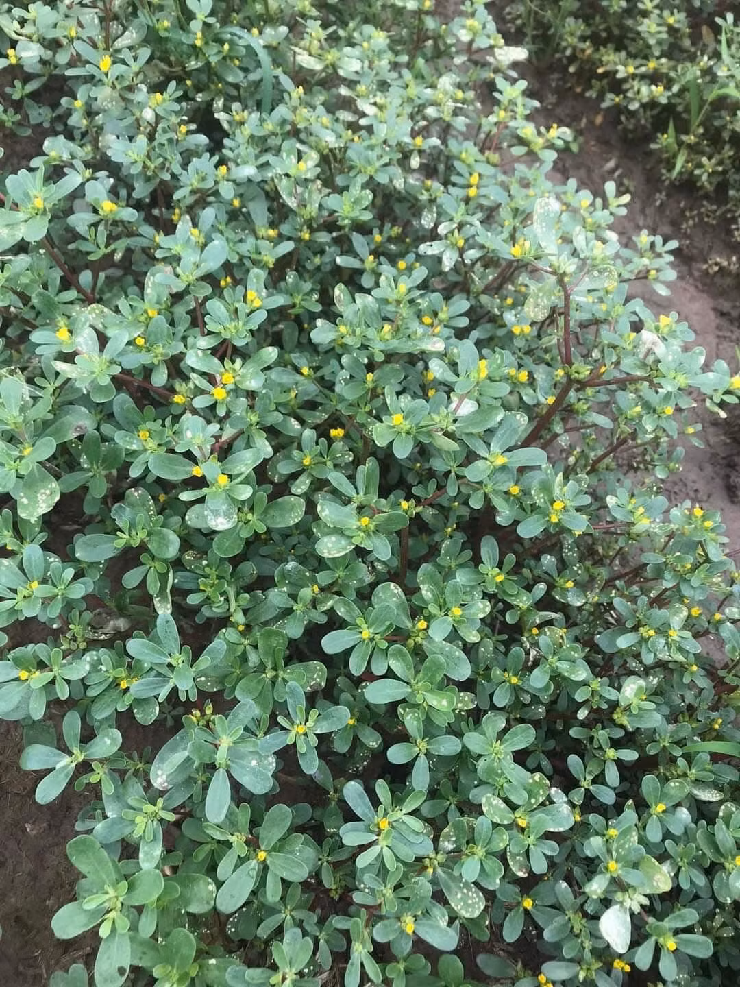 Trên thị trường có 3 loại giống rau sam khác nhau gồm rau sam vàng, sam vàng lá to và sam xanh. Ảnh: Facebook