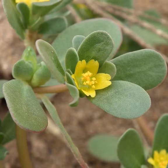 Ít ai biết, rau sam có chứa saponin - dưỡng chất "đặc trưng" giúp nhân sâm trở thành thuốc quý đối với con người. Ảnh: Facebook