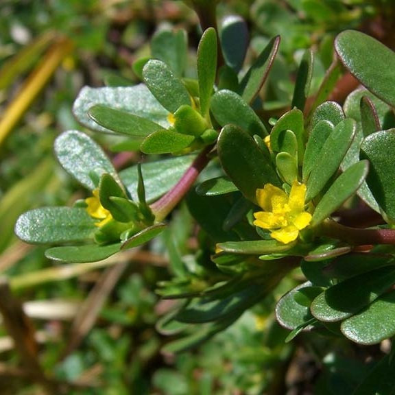 Vài năm gần đây, rau sam trở thành đặc sản được nhiều người ưa chuộng. Tại các khu chợ dân sinh và siêu thị, giá rau sam khá rẻ, khoảng 30.000 đồng/kg. Ảnh: Facebook