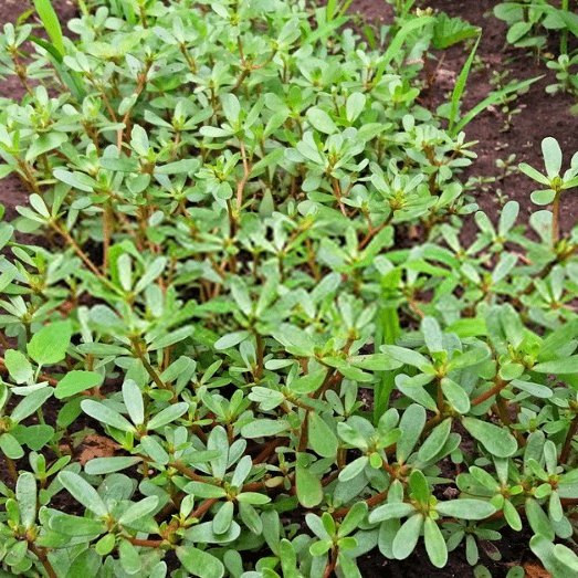 Rau sam phát triển nhanh mà không cần kỳ công chăm bẵm. Xưa kia, người dân thường hái về cho lợn ăn mà không biết rau sam có nhiều công dụng tuyệt vời. Ảnh: Facebook