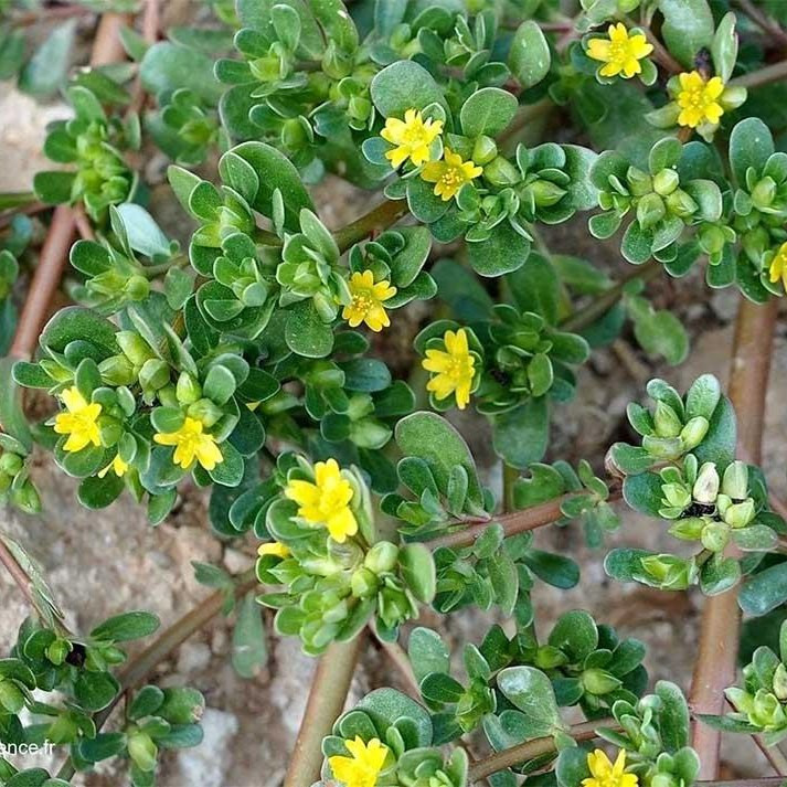 Tác dụng chữa bệnh của rau sam có từ thời La Mã cổ đại và được ghi nhận trong y học cổ truyền Trung Quốc với tên gọi "rau trường thọ". Ảnh: Facebook