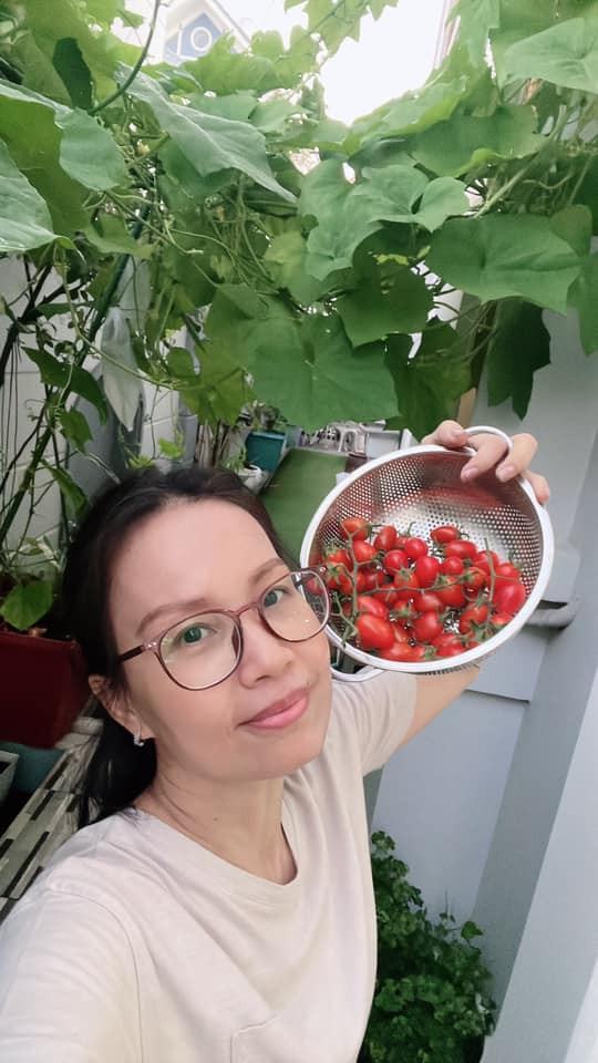 Mới đây, nữ ca sĩ chia sẻ niềm vui thu hoạch cà chua bi đỏ mọng trong vườn nhà sau nhiều ngày vun trồng, chăm sóc. Ảnh: FB Cẩm Ly