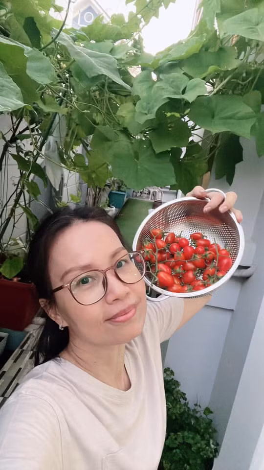 Mới đây, nữ ca sĩ chia sẻ niềm vui thu hoạch cà chua bi đỏ mọng trong vườn nhà sau nhiều ngày vun trồng, chăm sóc. Ảnh: FB Cẩm Ly