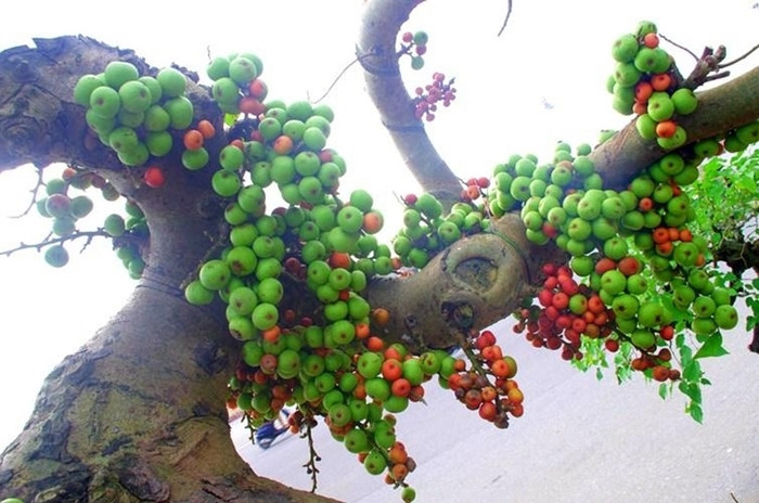 Vì vậy, những năm gần đây, sung được các nghệ nhân đưa lên chậu thành bonsai độc đáo. Ảnh: Tracuuquyhoach