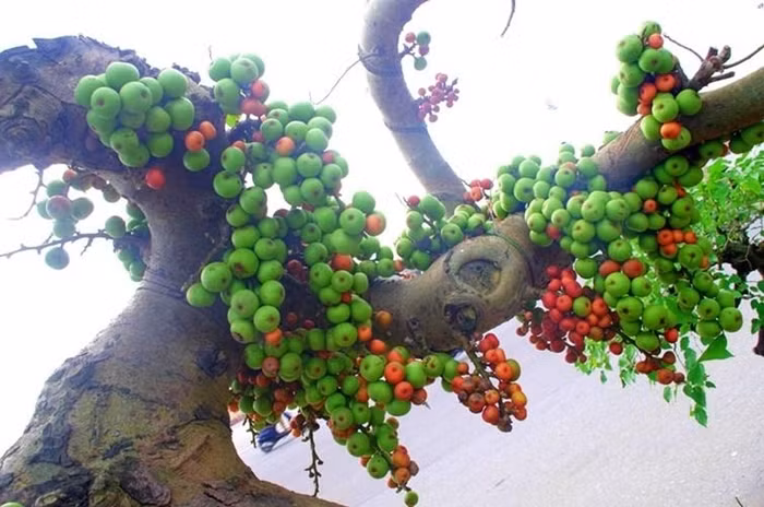 Vì vậy, những năm gần đây, sung được các nghệ nhân đưa lên chậu thành bonsai độc đáo. Ảnh: Tracuuquyhoach