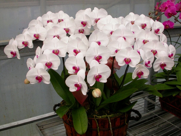 Nhiều người chọn hoa phong lan trưng trong phòng khách vừa tượng trưng cho sự giàu sang, phú quý, vừa mang đến nhiều tài khí, may mắn cho gia chủ. Ảnh: Hoalan360