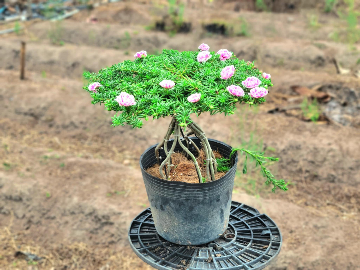 Trên các hội nhóm cây cảnh, nhiều tác phẩm bonsai hoa mười giờ dáng đẹp được nhiều người hỏi mua giá cả triệu đồng. Ảnh: FB Dương Bình