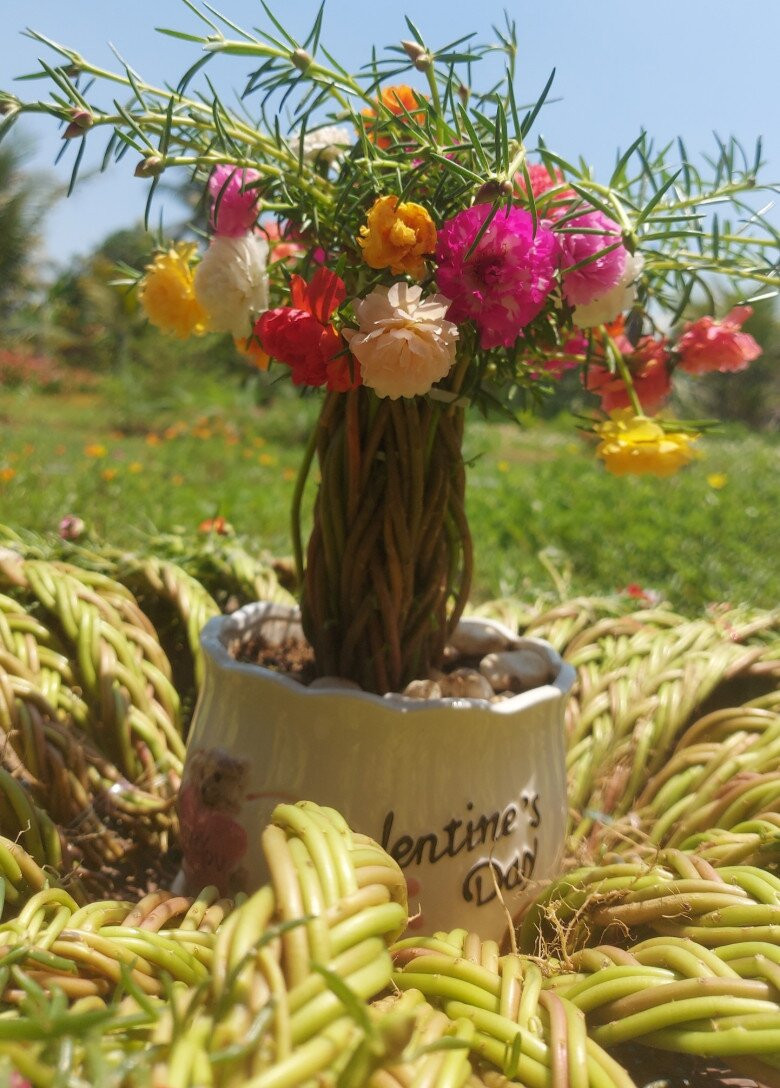 Bonsai mười giờ nhiều màu sắc ngày càng được ưa chuộng. Ảnh: Facebook