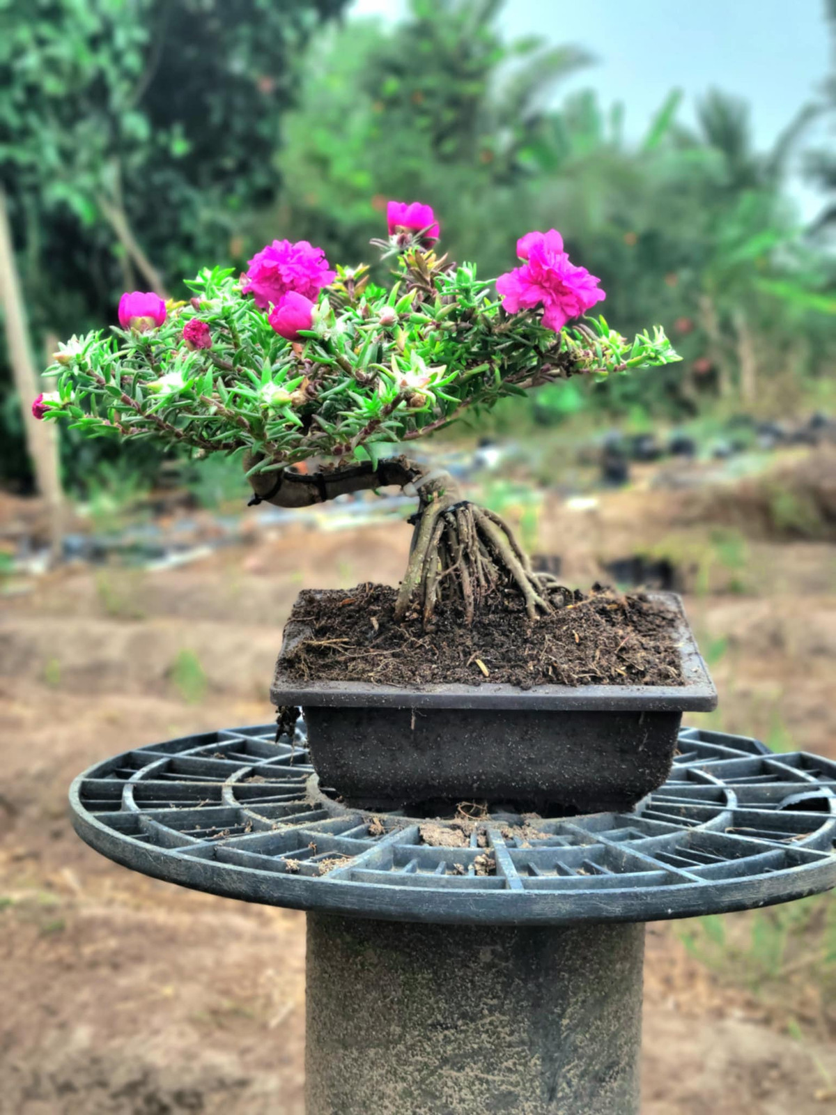 Theo người trồng, cây hoa mười giờ ưa nắng, dễ trồng, chỉ cần trộn phân chuồng vào đất và trồng ở nơi có nắng là cây xanh tốt và nhiều hoa. Ảnh: FB Dương Bình