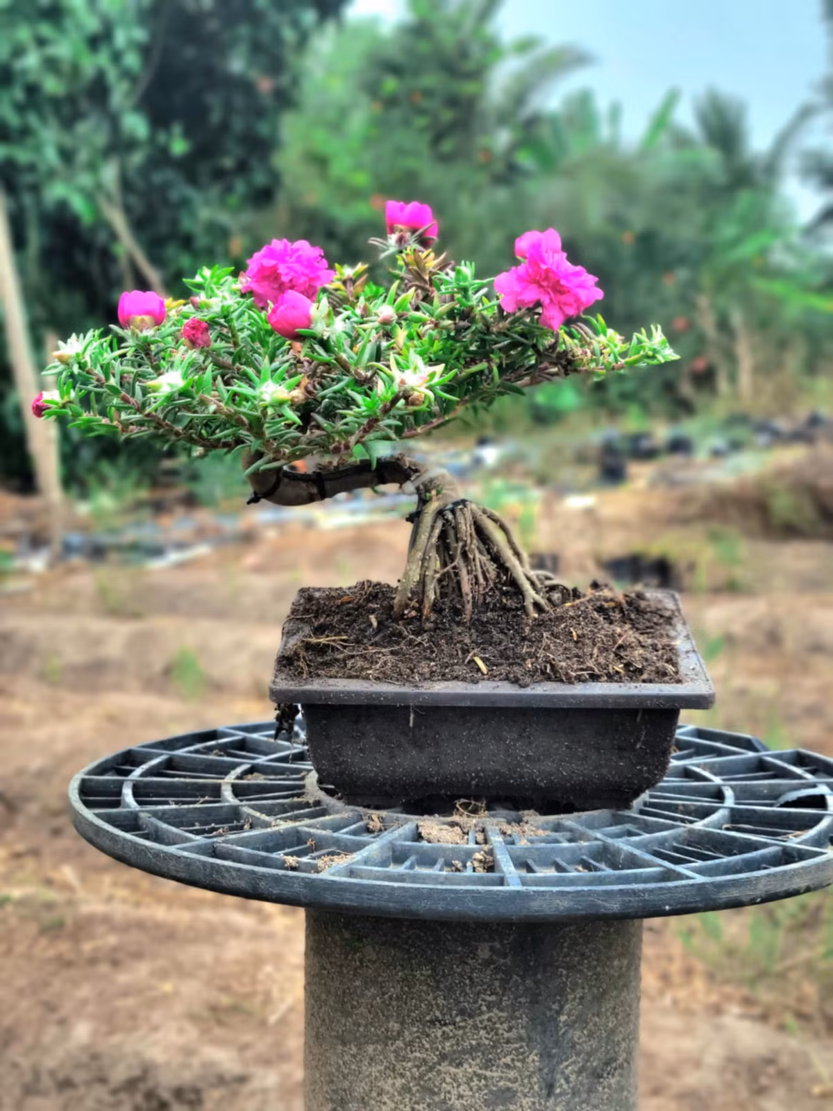 Theo người trồng, cây hoa mười giờ ưa nắng, dễ trồng, chỉ cần trộn phân chuồng vào đất và trồng ở nơi có nắng là cây xanh tốt và nhiều hoa. Ảnh: FB Dương Bình