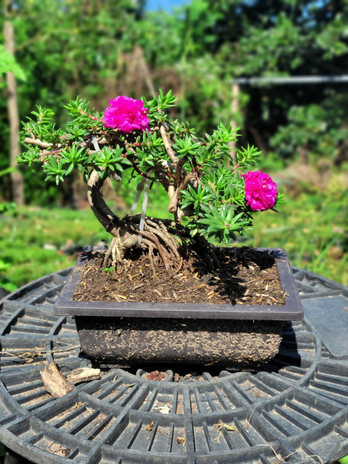 Để mười giờ trổ nhiều bông, cần ưu tiên đặt ở nơi có nắng, thoáng gió. Ảnh: FB Dương Bình