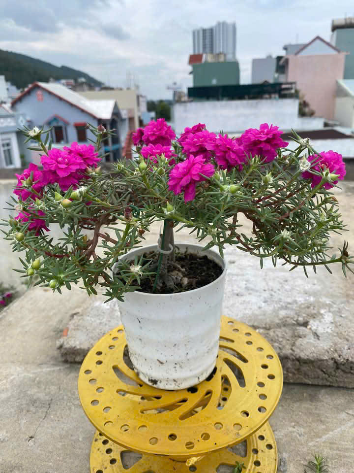 Mỗi khóm hoa khoảng 6 - 8 cây. Ảnh: Facebook