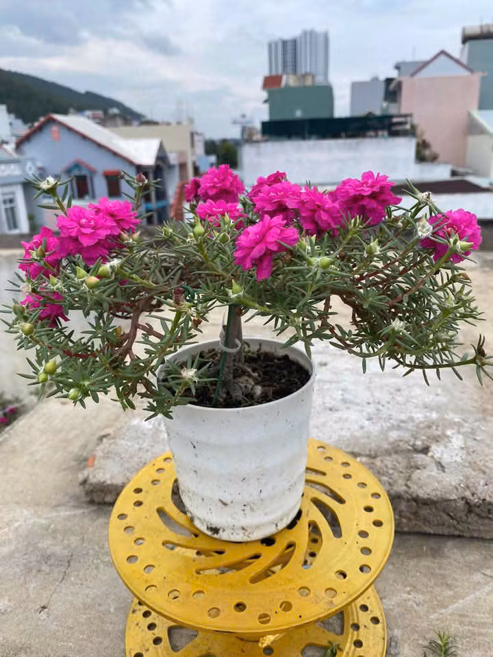 Mỗi khóm hoa khoảng 6 - 8 cây. Ảnh: Facebook