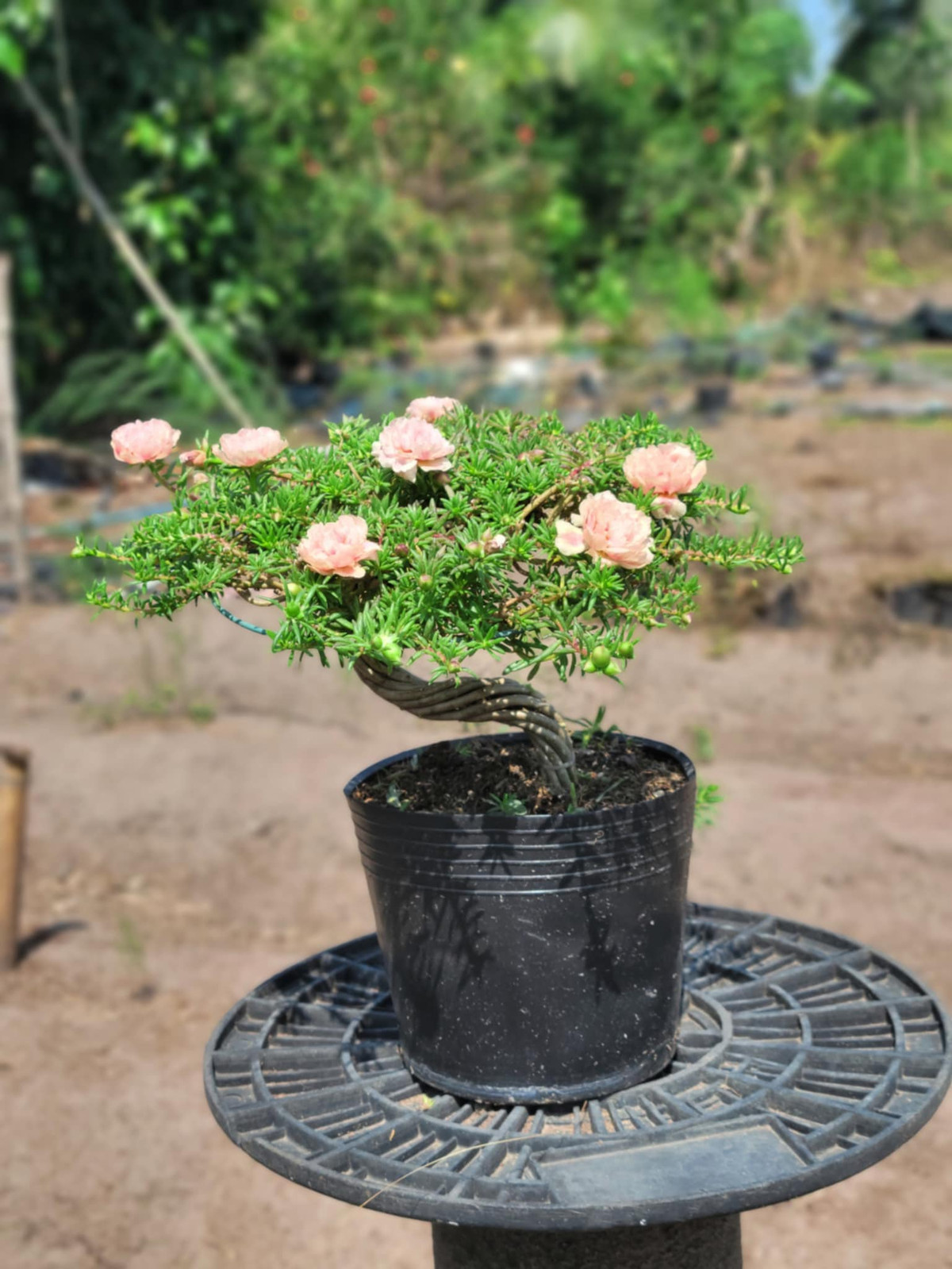 Những chậu mười giờ bonsai đẹp, được đặt trước giá có thể tới vài chục triệu đồng. Ảnh: FB Dương Bình