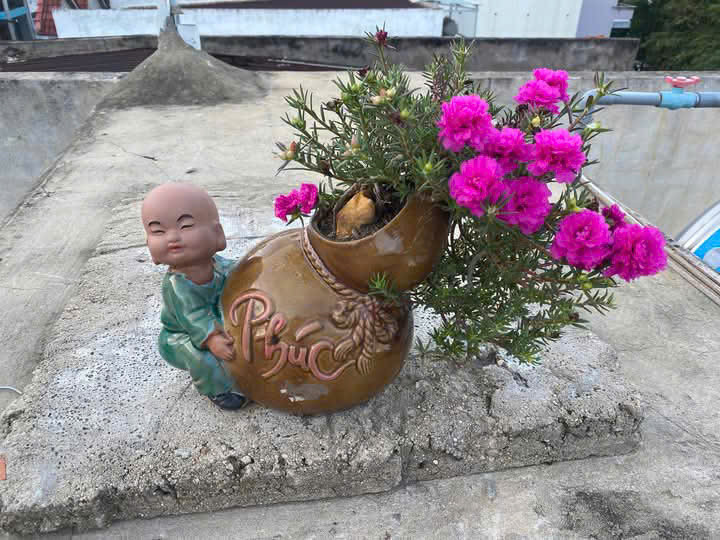 Để trồng bonsai hoa mười giờ, cần chọn cây đã trưởng thành, thân múp, to khỏe, sau đó tỉa hết lá trên thân. Ảnh: Facebook