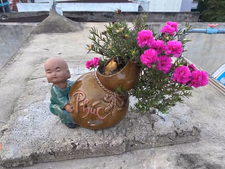 Để trồng bonsai hoa mười giờ, cần chọn cây đã trưởng thành, thân múp, to khỏe, sau đó tỉa hết lá trên thân. Ảnh: Facebook