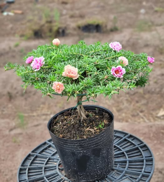 Để tạo bonsai đẹp, cây hoa mười giờ phải dài bằng hoặc hơn gang tay trở lên. Ảnh: FB Dương Bình