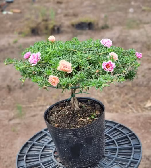 Để tạo bonsai đẹp, cây hoa mười giờ phải dài bằng hoặc hơn gang tay trở lên. Ảnh: FB Dương Bình