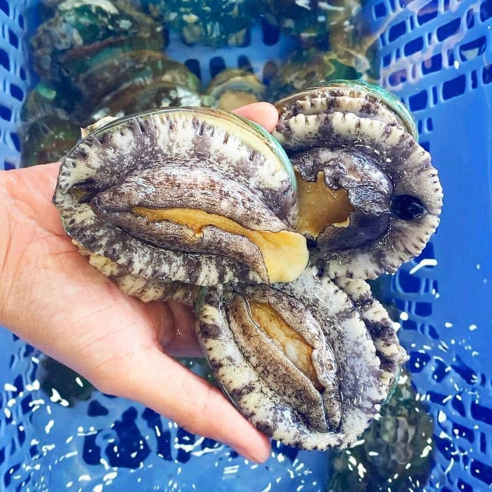 Từ lâu, bào ngư được biết đến là một trong những loại hải sản bổ dưỡng bậc nhất, thường xuất hiện trên bàn tiệc của giới thượng lưu. Ảnh: Facebook