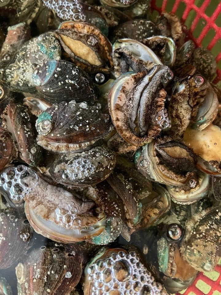 Tùy theo kích thước, bào ngư sẽ có mức giá khác nhau. Bào ngư kích thước càng lớn giá càng cao. Ảnh: Facebook