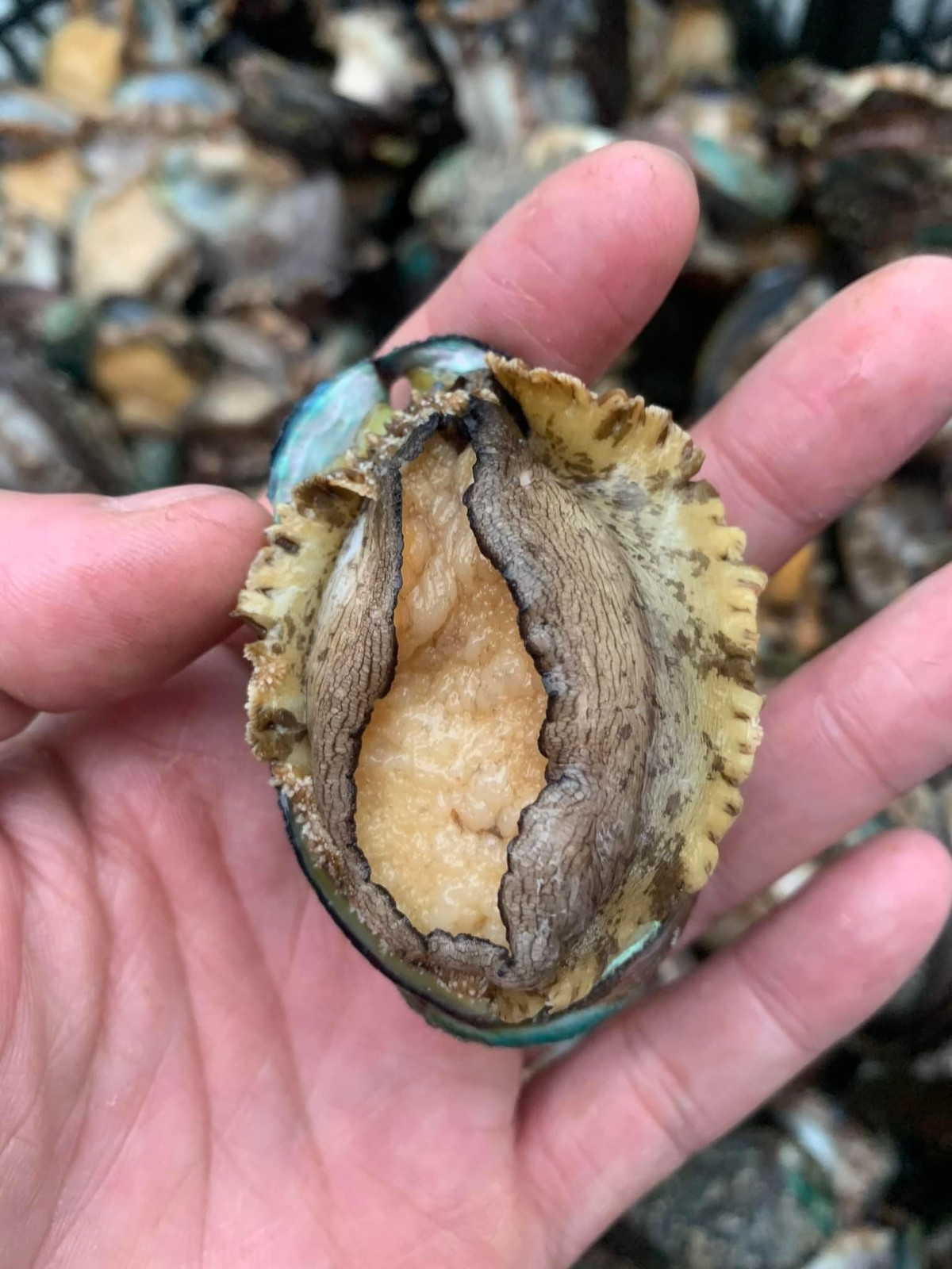 Bào ngư Việt Nam có vị ngọt tự nhiên, thịt dai giòn, giữ được độ tươi ngon khi chế biến. Ảnh: Facebook