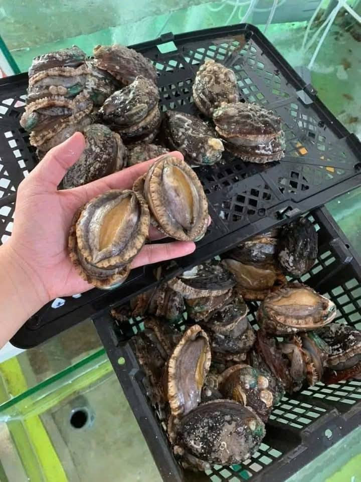 Giá rẻ nên bào ngư được nhiều chị em tranh thủ đặt mua cho cả nhà thưởng thức. Ảnh: Facebook