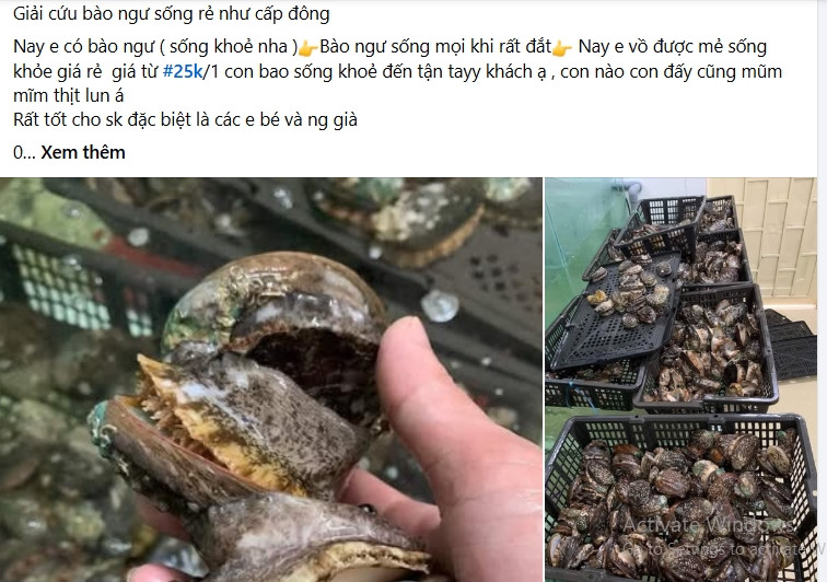 Nhưng gần đây, trên chợ mạng, bào ngư bất ngờ được bán với giá rẻ, chỉ vài chục nghìn đồng/con khiến nhiều người giật mình. Ảnh chụp màn hình