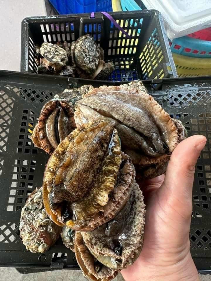 Theo các tiểu thương, bào ngư có nhiều loại, từ nhập khẩu đến hàng trong nước, mỗi loại một mức giá khác nhau. Ảnh: Facebook