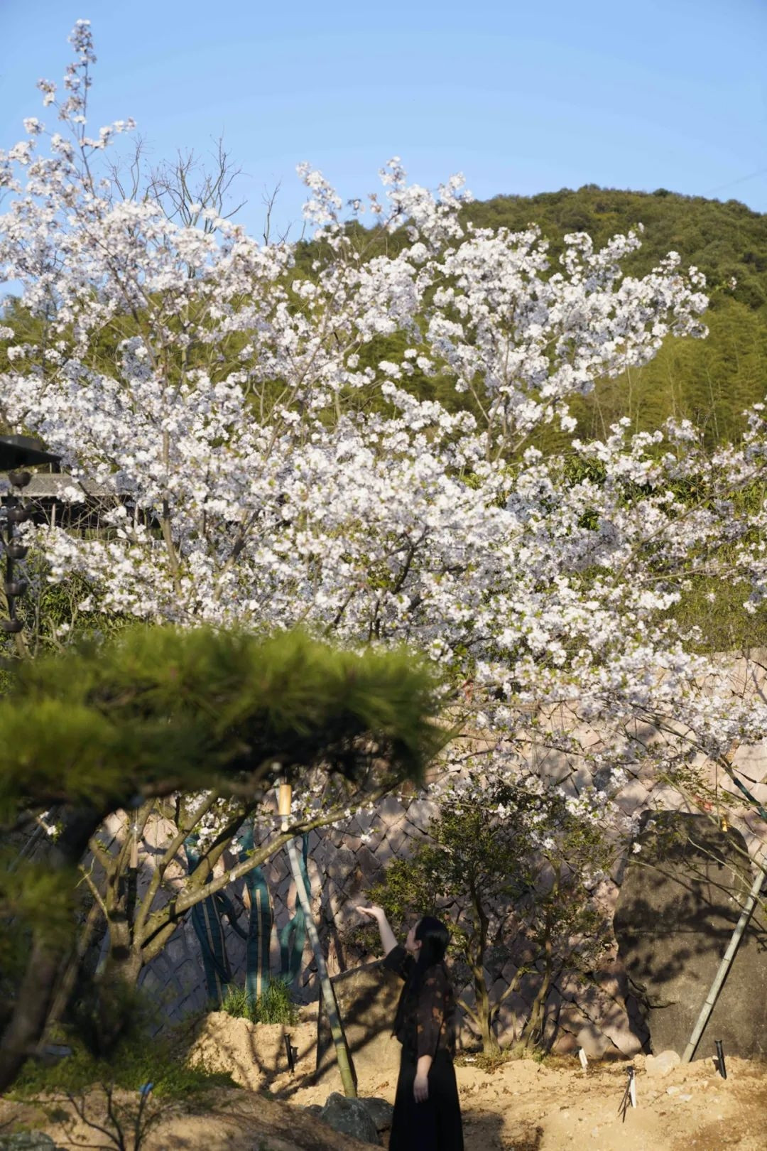 Sân vườn trồng nhiều loại cây dễ chăm sóc. Gia chủ còn lắp hệ thống tưới tự động giúp khu vườn luôn xanh tốt. Ảnh: The Paper