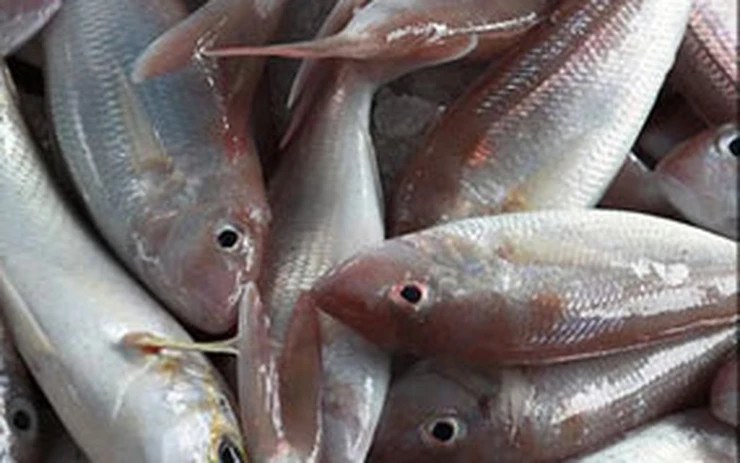 Nếu cá không còn cử động và phần bụng phình to, nhiều khả năng cá đã chết từ lâu, nội tạng bên trong hư hỏng. Ảnh: Internet