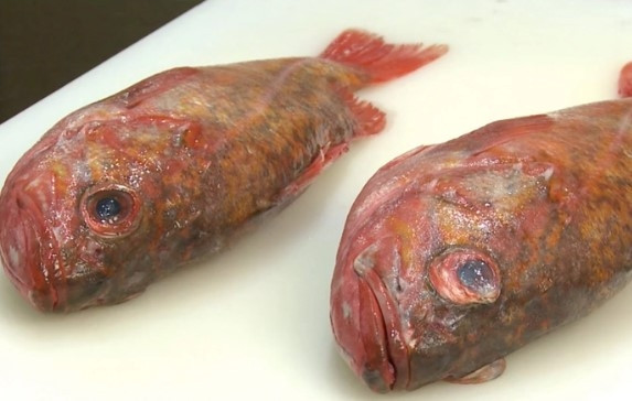 Những con cá tươi có đôi mắt trong, thấy rõ phần con ngươi bên trong. Trong khi đó, cá ươn thường có mắt lõm, màu trắng đục, nhìn không rõ bên trong lòng đen. Ảnh: Internet