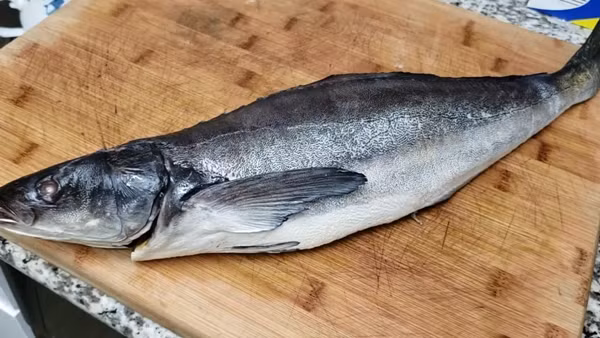 Cá tươi có vảy (hoặc da) sáng bóng, lấp lánh như kim loại, các vảy phải được xếp lớp chặt chẽ, giống như mái ngói. Ảnh: Internet