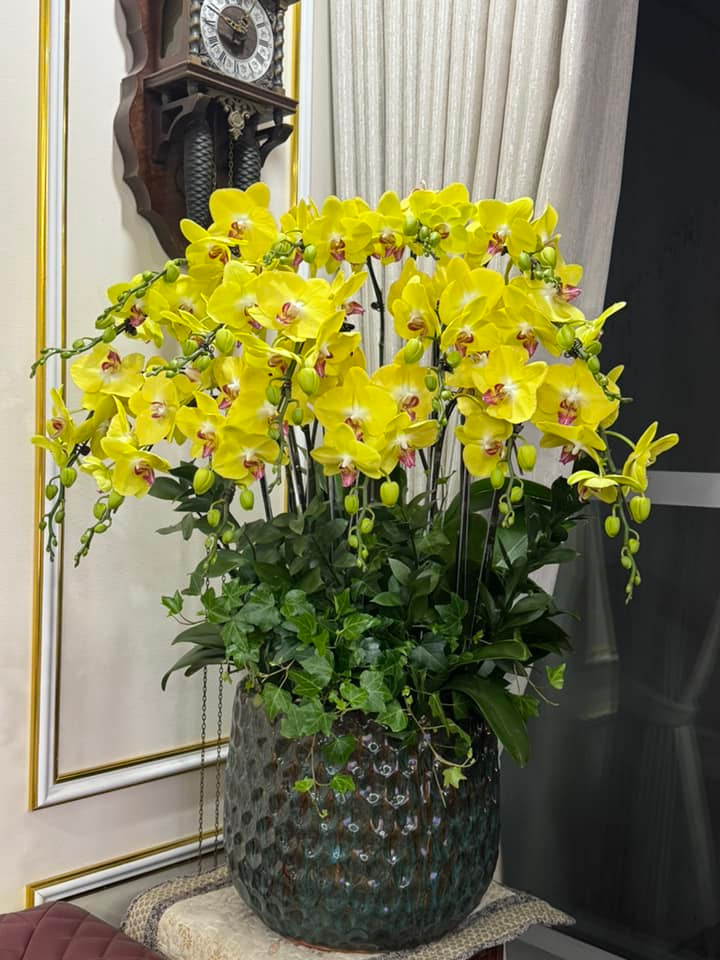 Không gian nhà bừng sáng với chậu lan hồ điệp vàng rực rỡ. Ảnh: FBNV