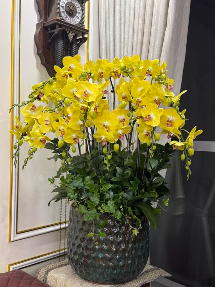 Không gian nhà bừng sáng với chậu lan hồ điệp vàng rực rỡ. Ảnh: FBNV