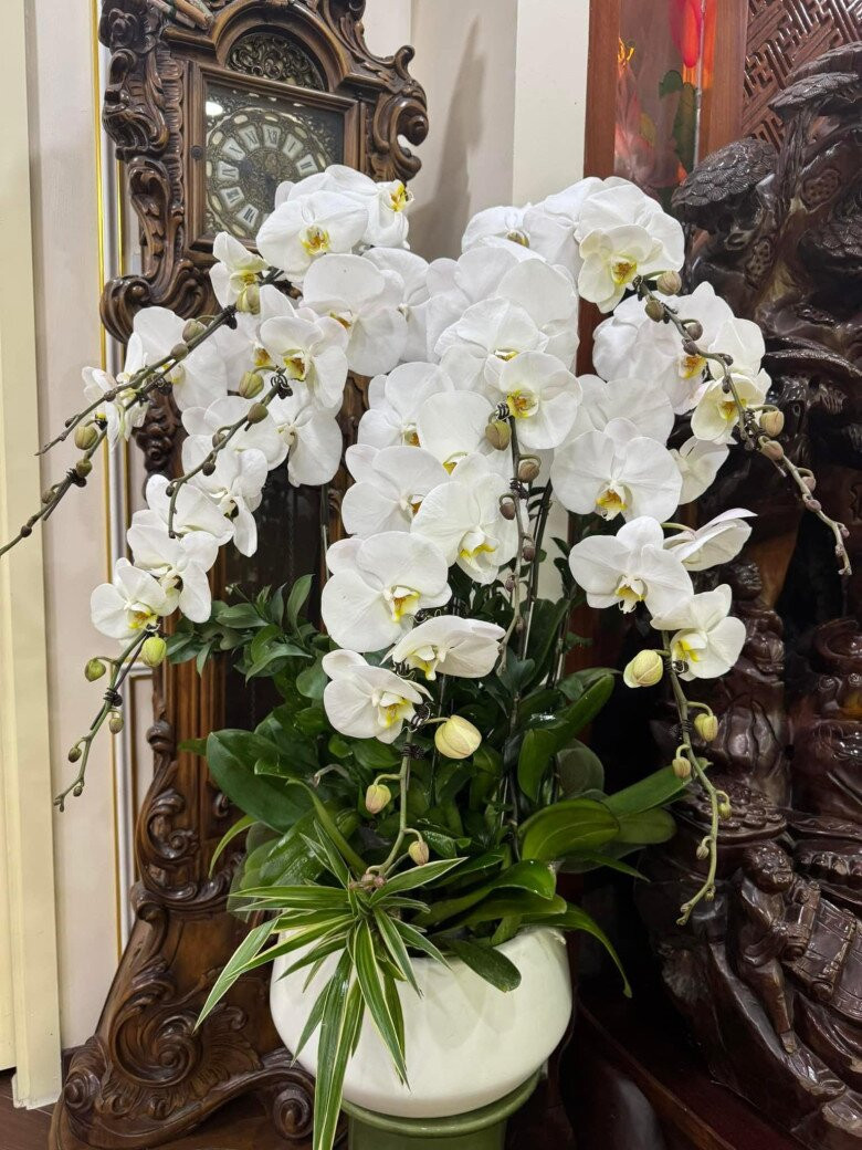 Lan hồ điệp trắng đẹp nhẹ nhàng và tinh tế. Ảnh: FBNV