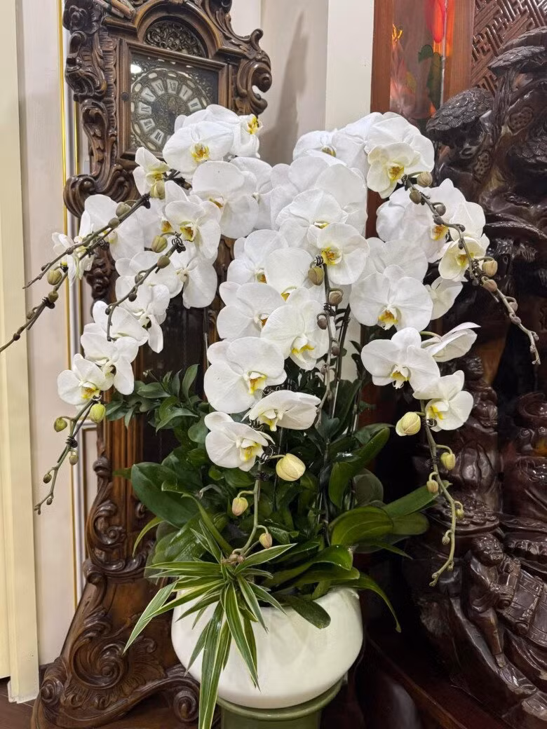 Lan hồ điệp trắng đẹp nhẹ nhàng và tinh tế. Ảnh: FBNV