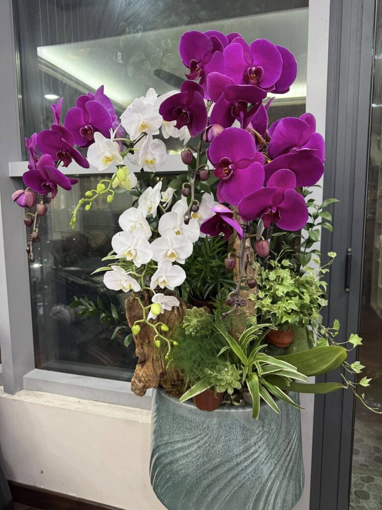 Chậu lan kết hợp hai màu trắng, tím hài hòa đặt tại một góc gọn gàng trong nhà. Ảnh: FBNV