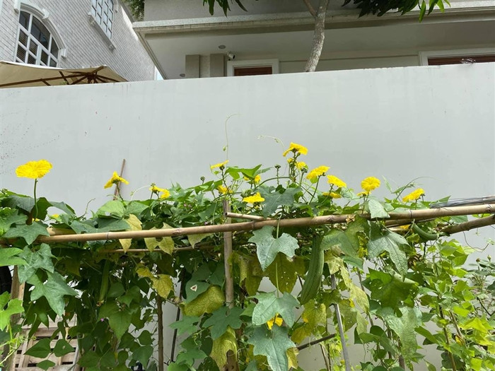 Ngoài hoa, cố diễn viên Quý Bình còn trồng thêm các loại rau quả sạch. Ảnh: FBNV