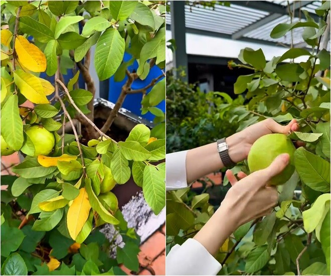 Nữ diễn viên hào hứng khoe cây ổi trồng trong chậu sai trĩu quả. Ảnh chụp màn hình