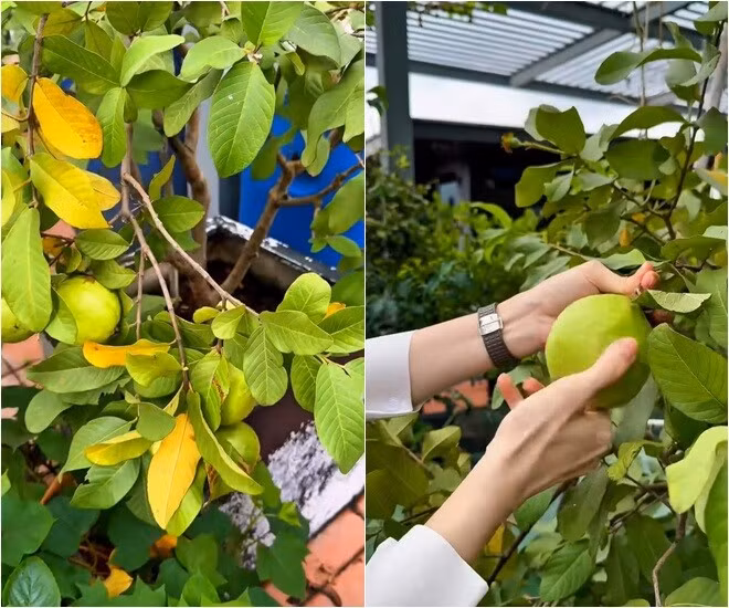 Nữ diễn viên hào hứng khoe cây ổi trồng trong chậu sai trĩu quả. Ảnh chụp màn hình