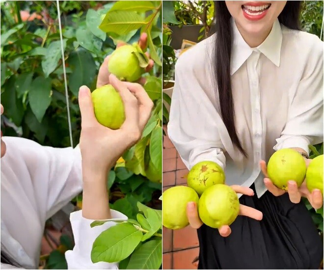 Diệp Bảo Ngọc cẩn thận hái từng trái một, trái nào cũng to tròn, căng bóng. Ảnh chụp màn hình