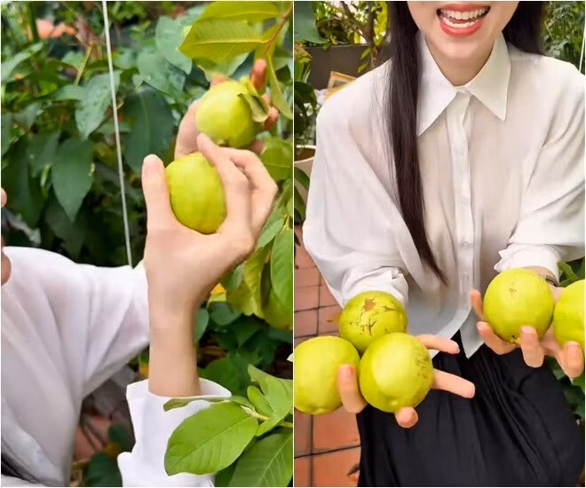 Diệp Bảo Ngọc cẩn thận hái từng trái một, trái nào cũng to tròn, căng bóng. Ảnh chụp màn hình