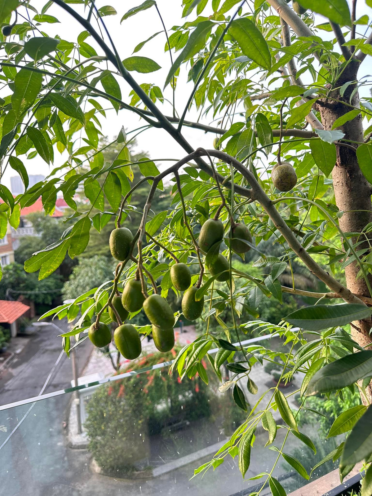 Cây cóc sai trĩu quả. Ảnh: FBNV