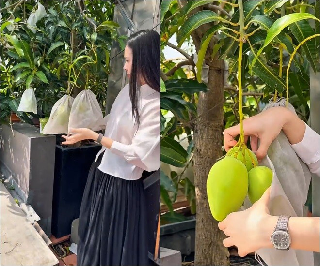 Cây xoài trồng trong chậu lớn cũng cho quả to. Từng trái được nữ diễn viên bọc túi cẩn thận để tránh sâu và côn trùng. Ảnh chụp màn hình